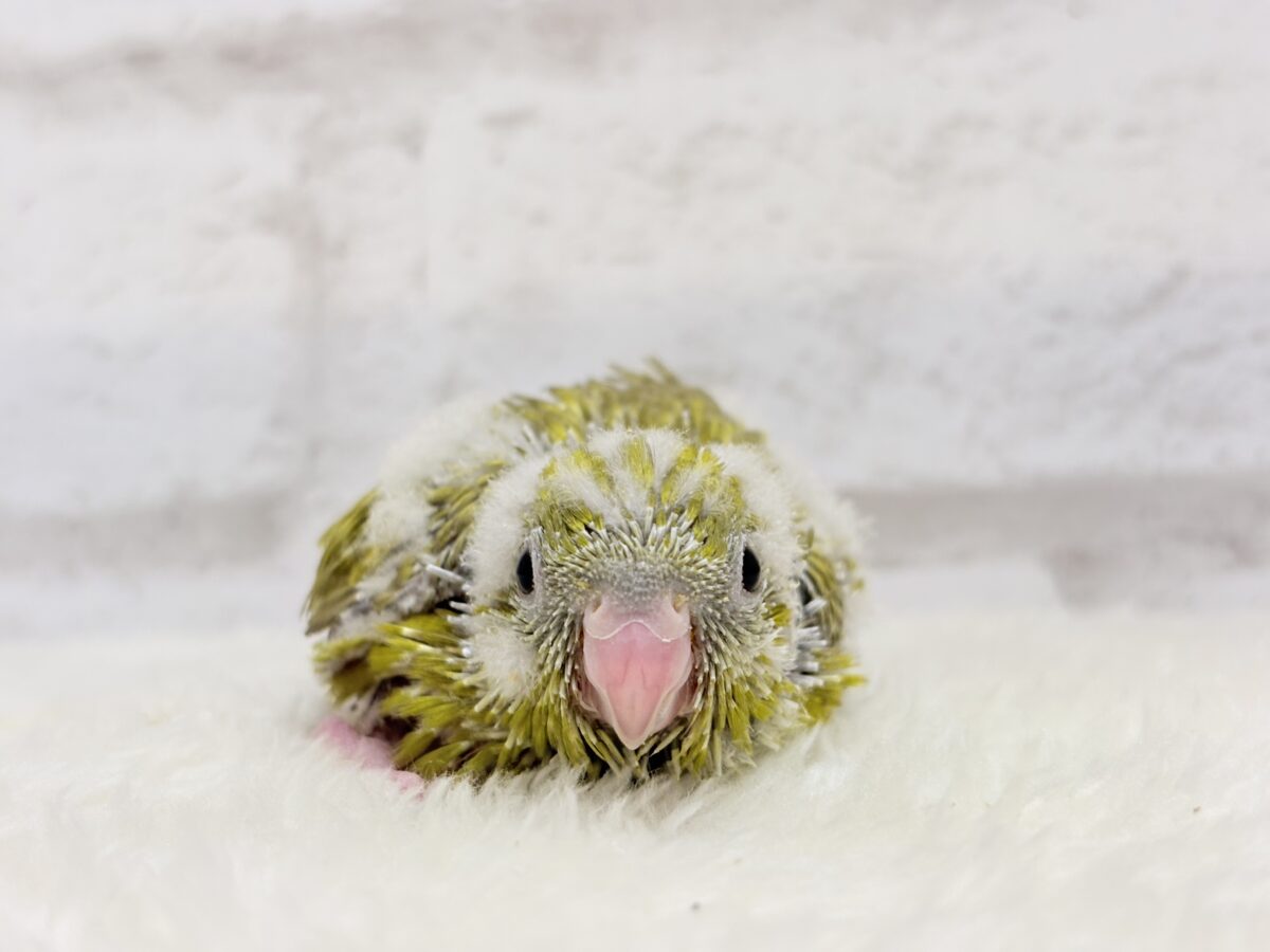 サザナミインコ
