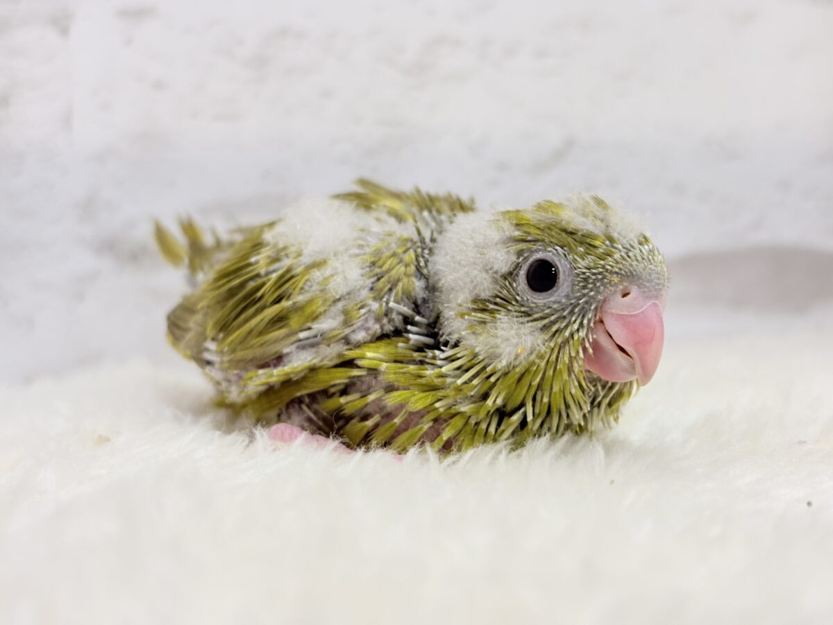 サザナミインコ