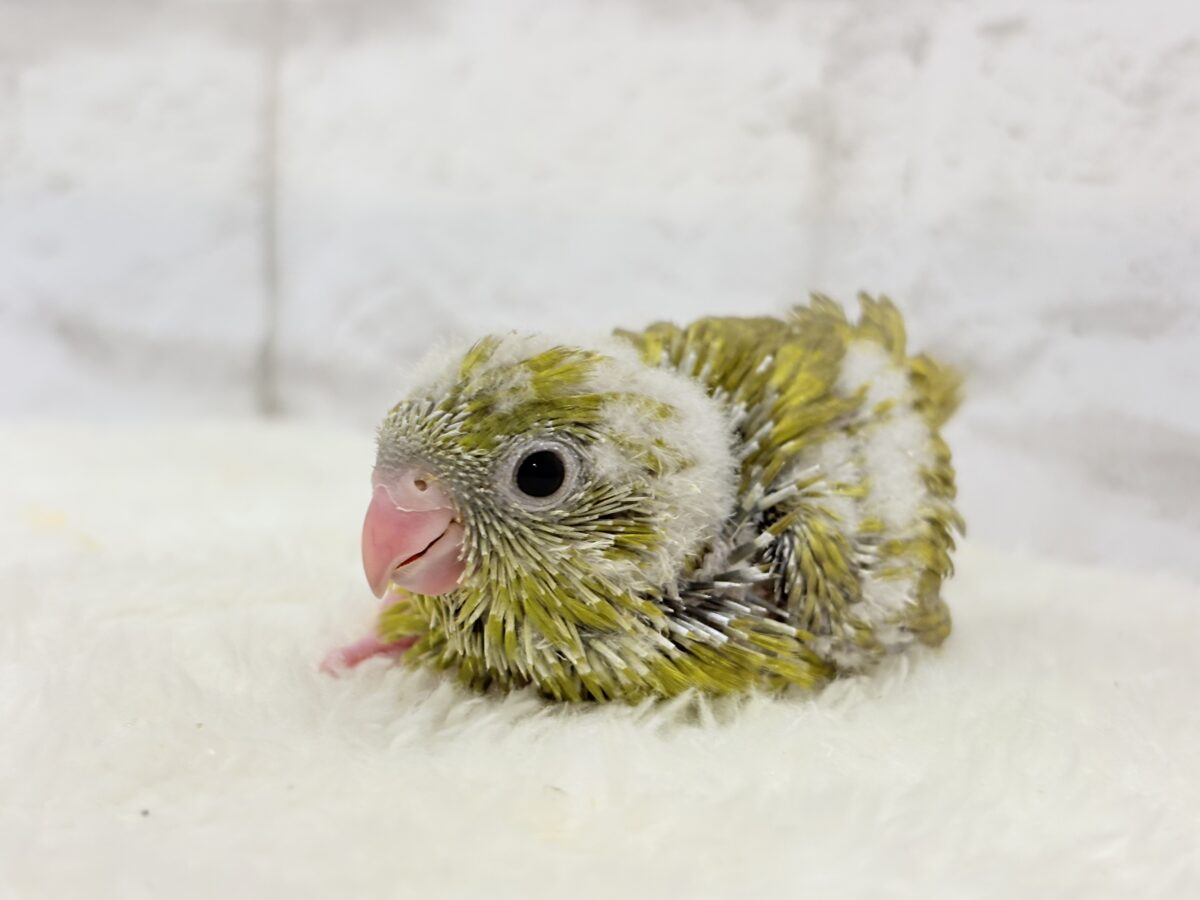 サザナミインコ