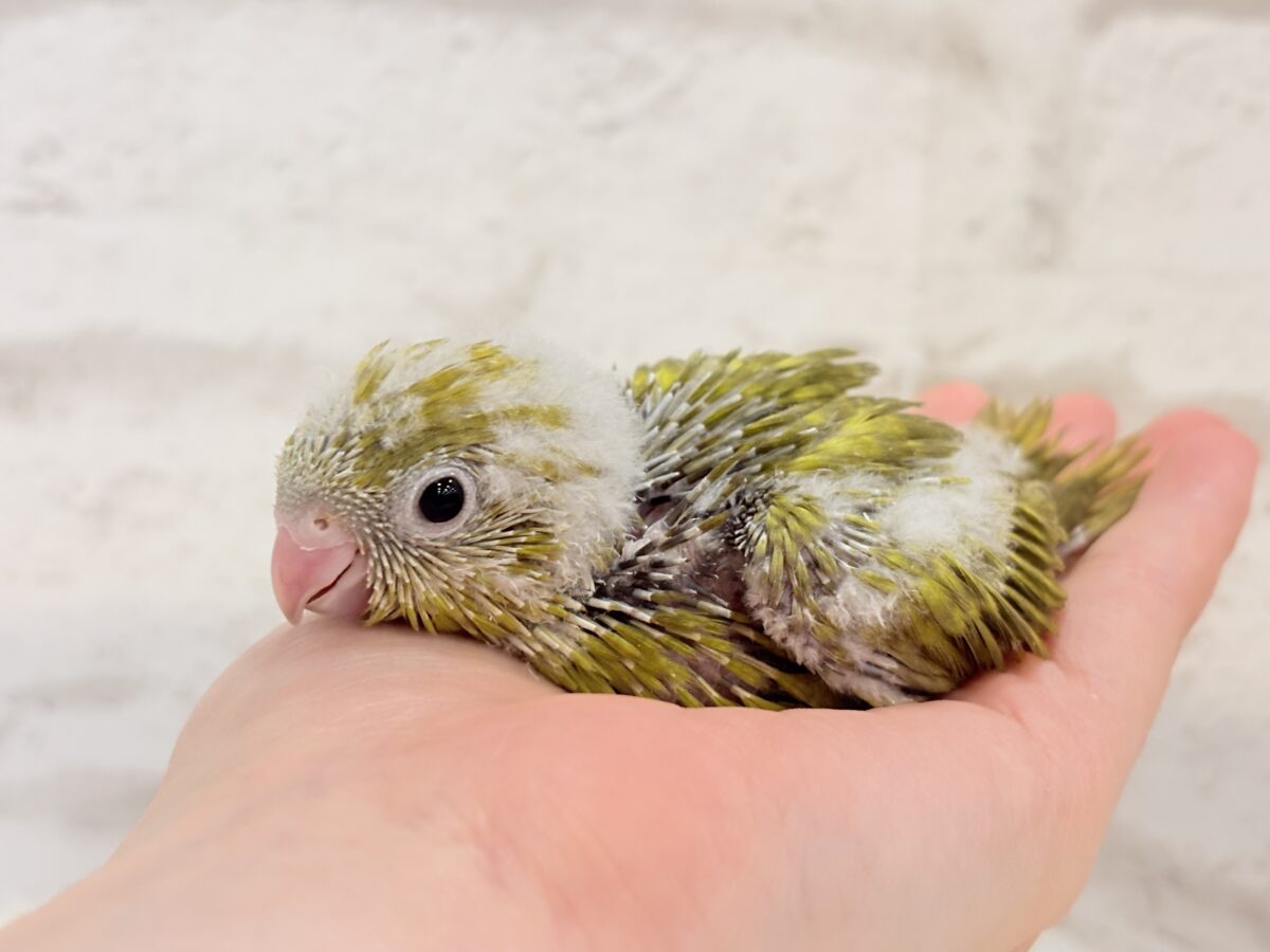 サザナミインコ