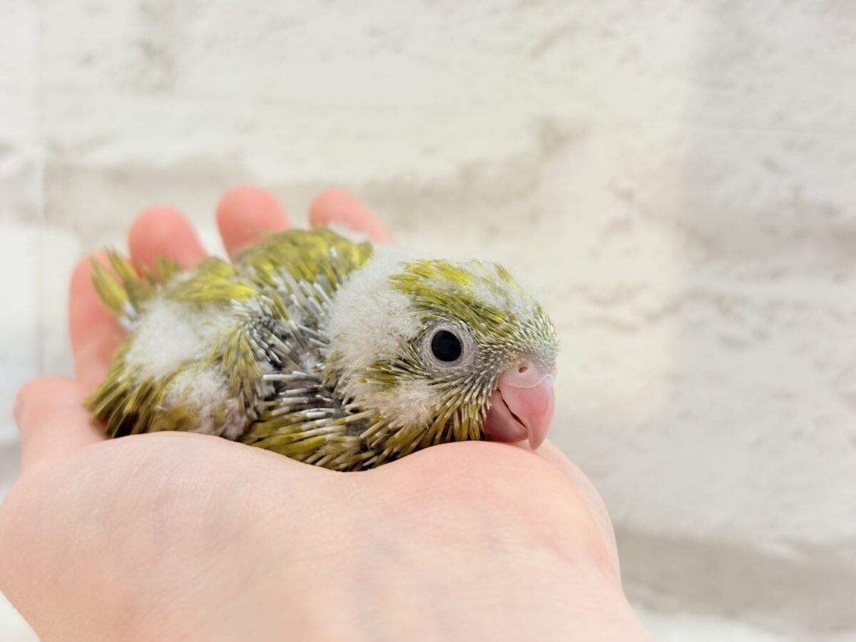 サザナミインコ