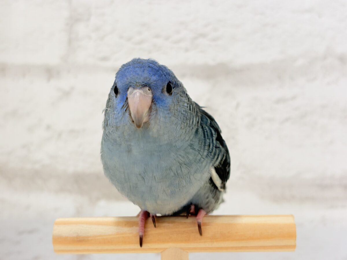 サザナミインコ