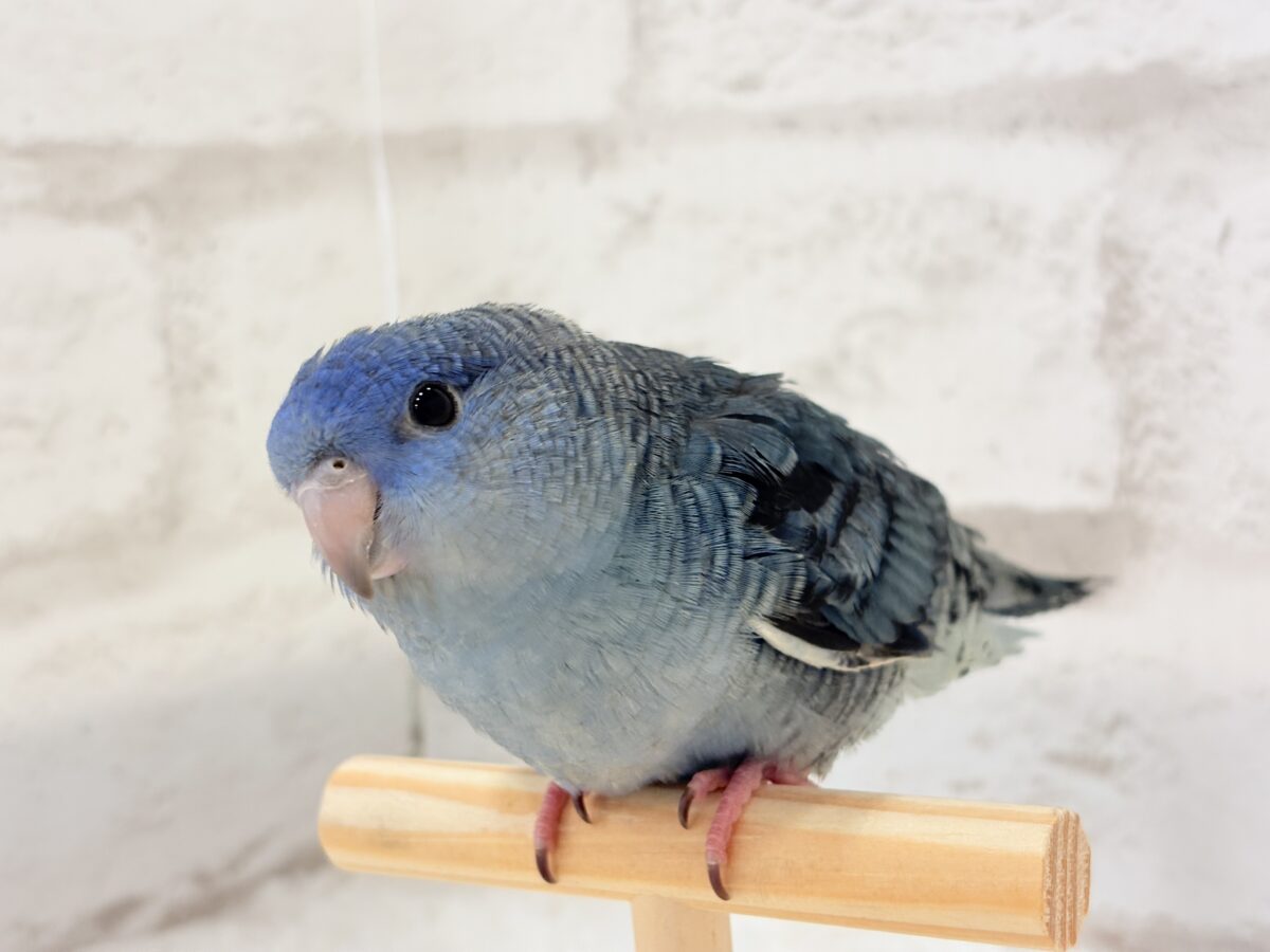 サザナミインコ
