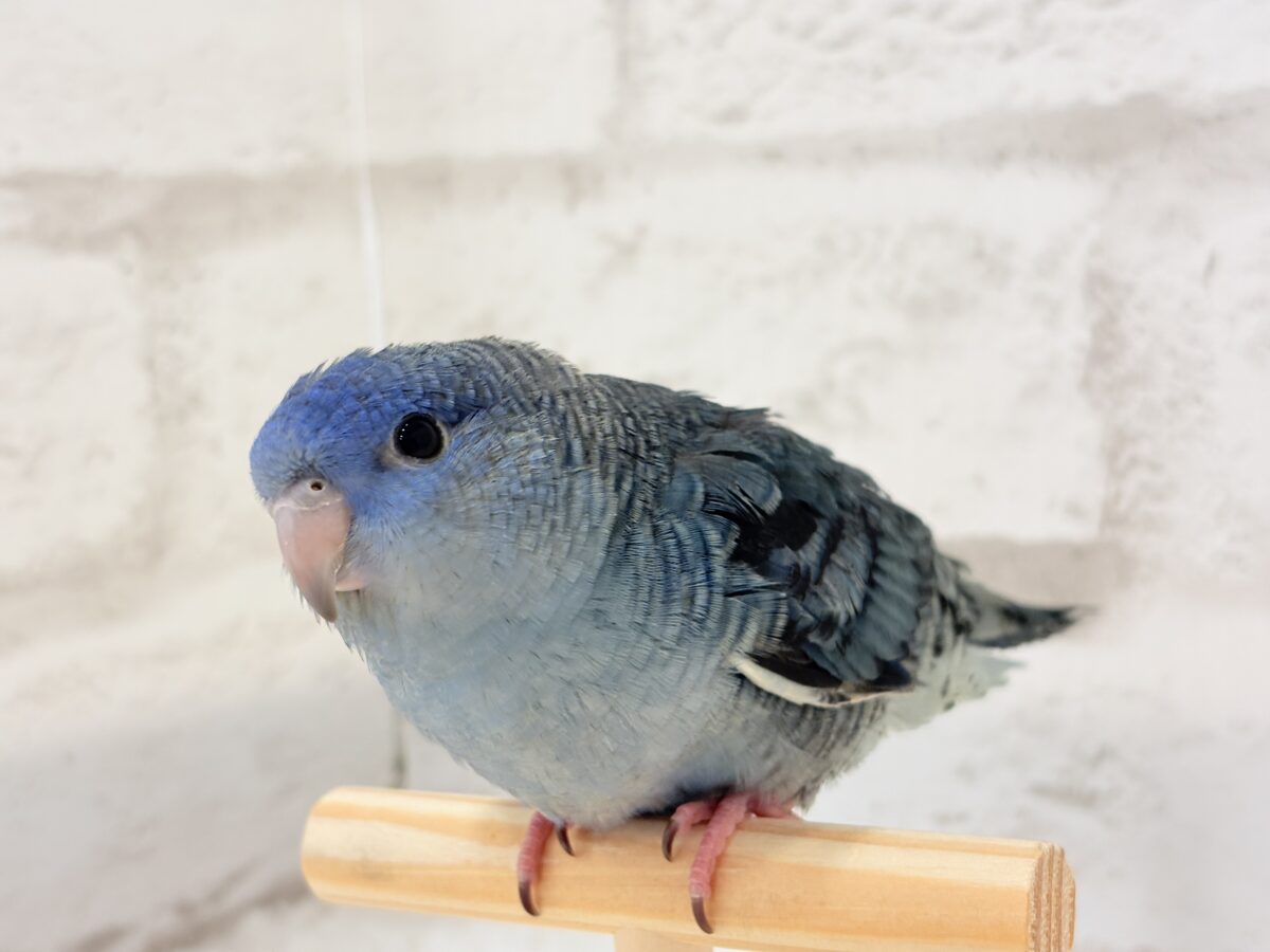 サザナミインコ