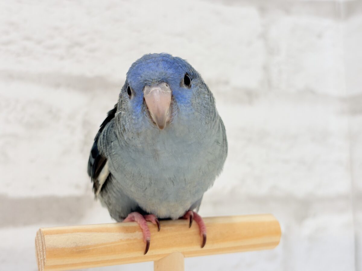 サザナミインコ