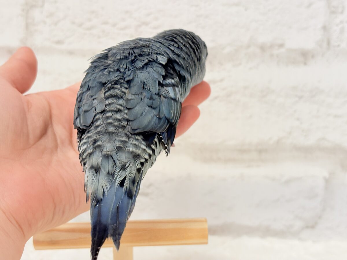 サザナミインコ