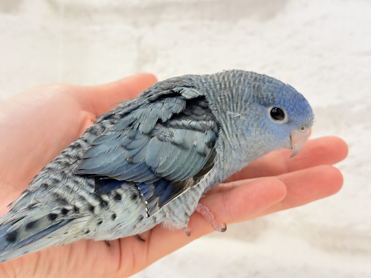サザナミインコ