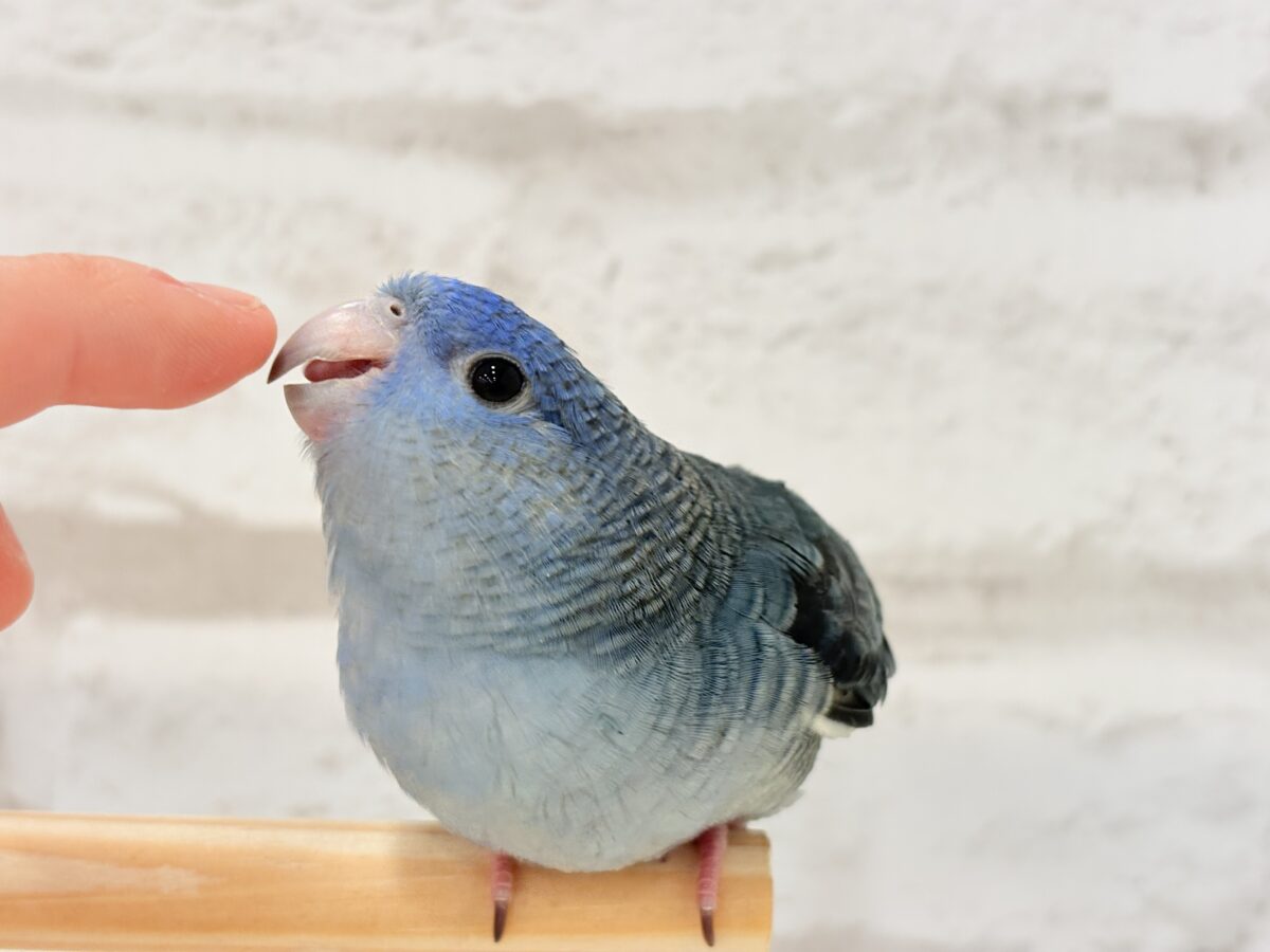 サザナミインコ