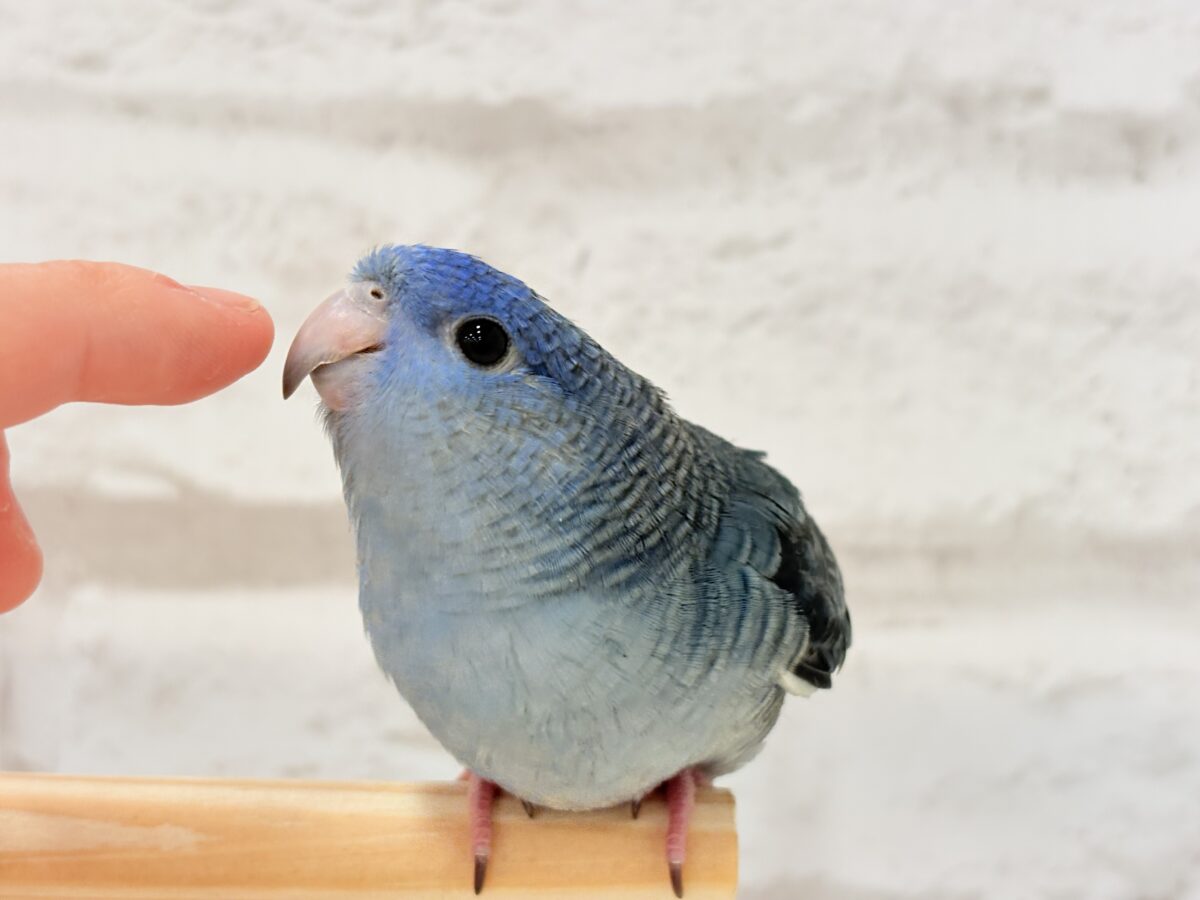 サザナミインコ