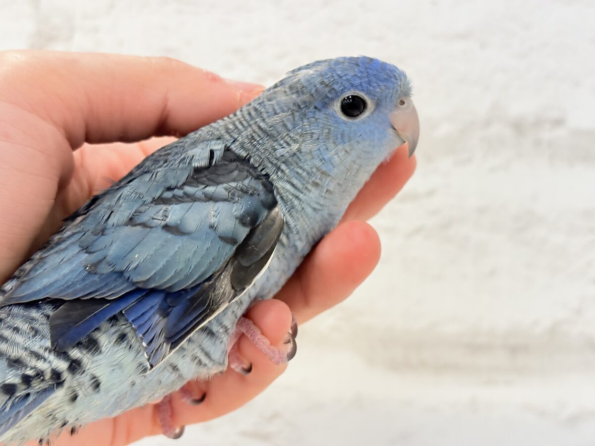 サザナミインコ