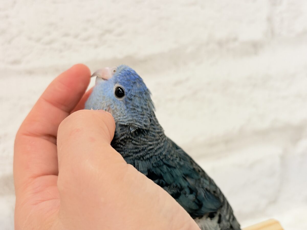サザナミインコ