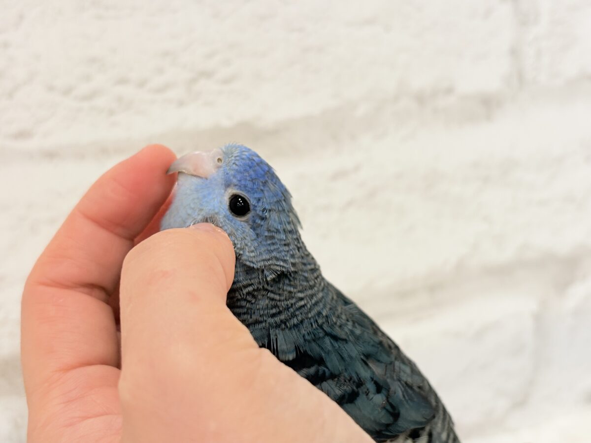 サザナミインコ