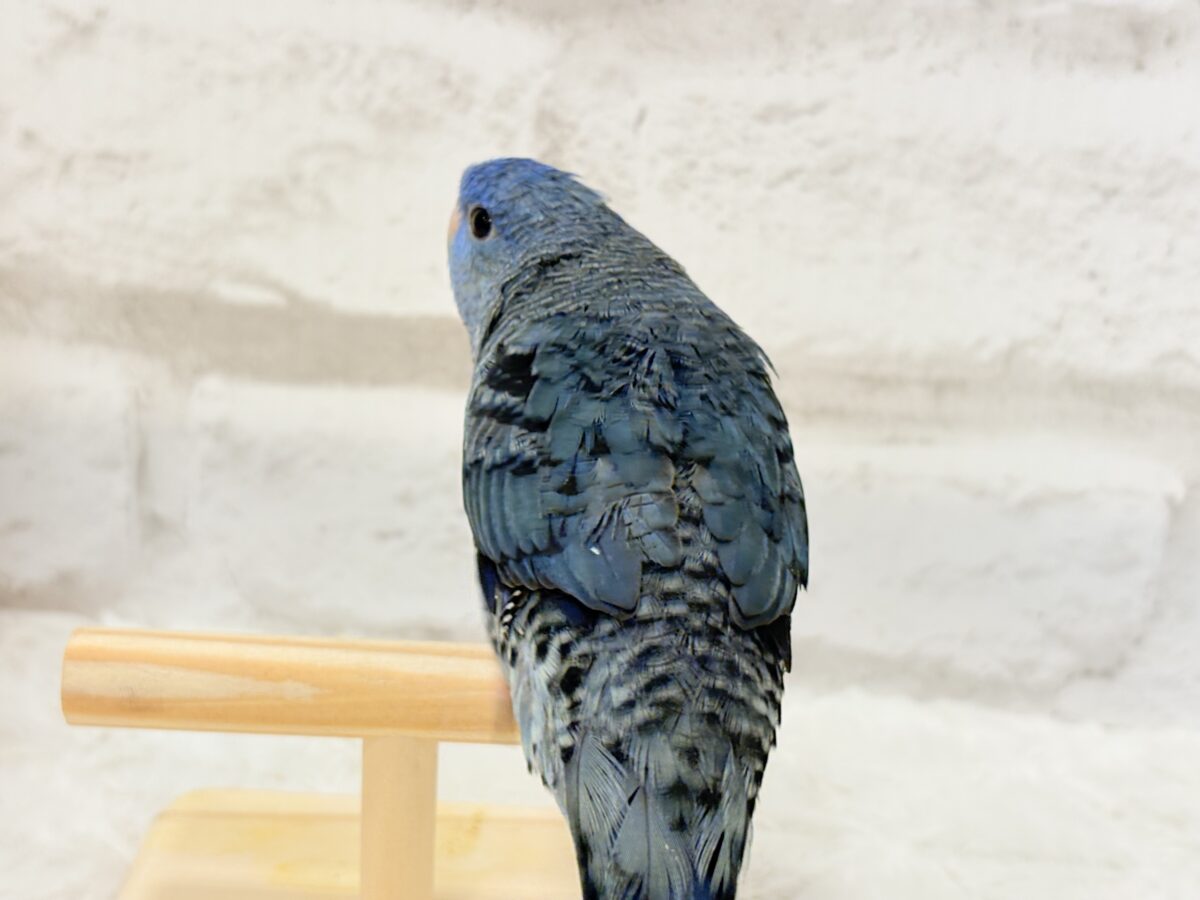 サザナミインコ