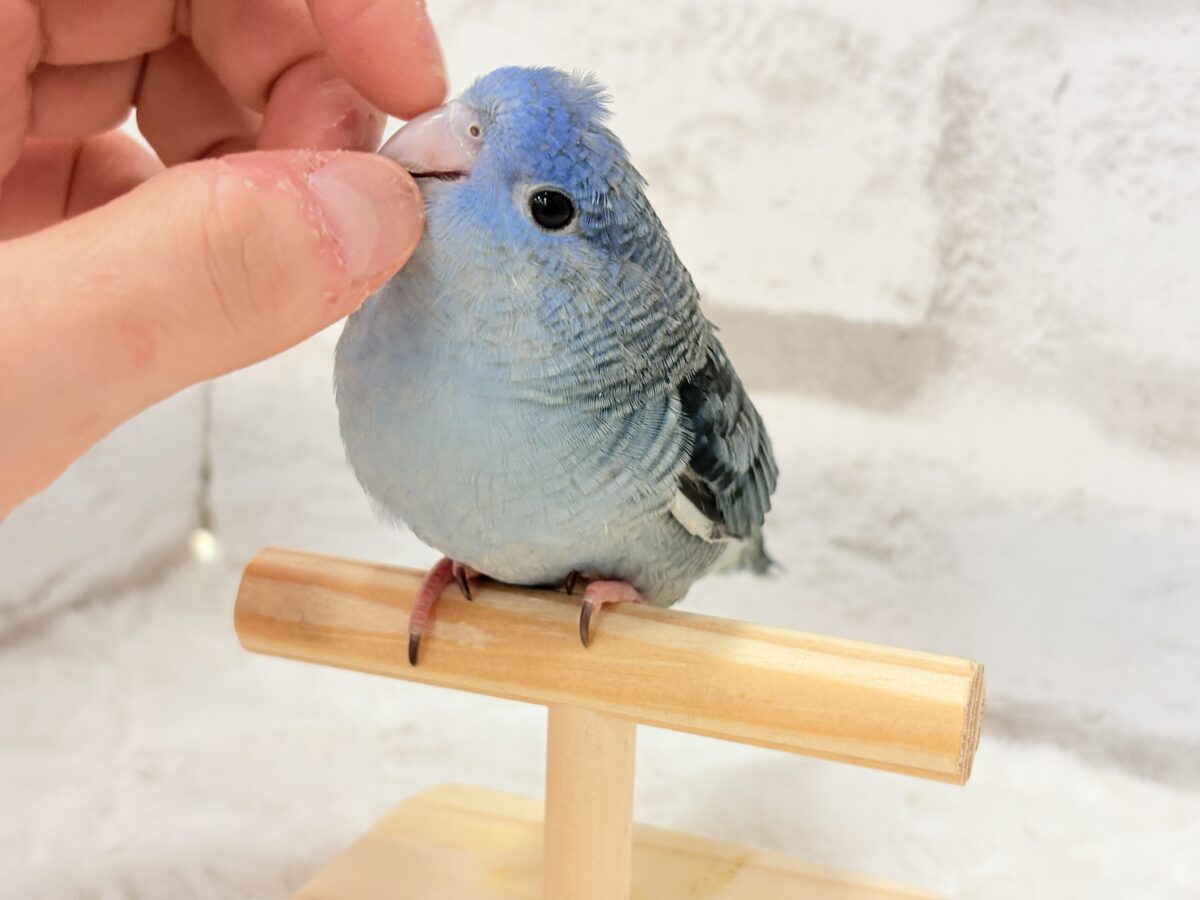 サザナミインコ