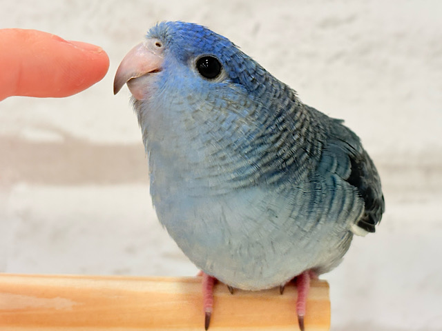 食べて、鳴いて、元気120%🐥🌊💙サザナミインコ(コバルト)
