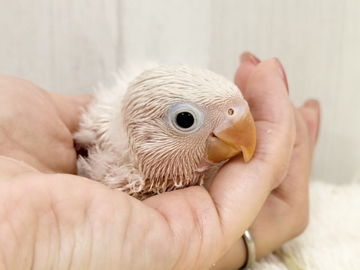 シロボタンインコ