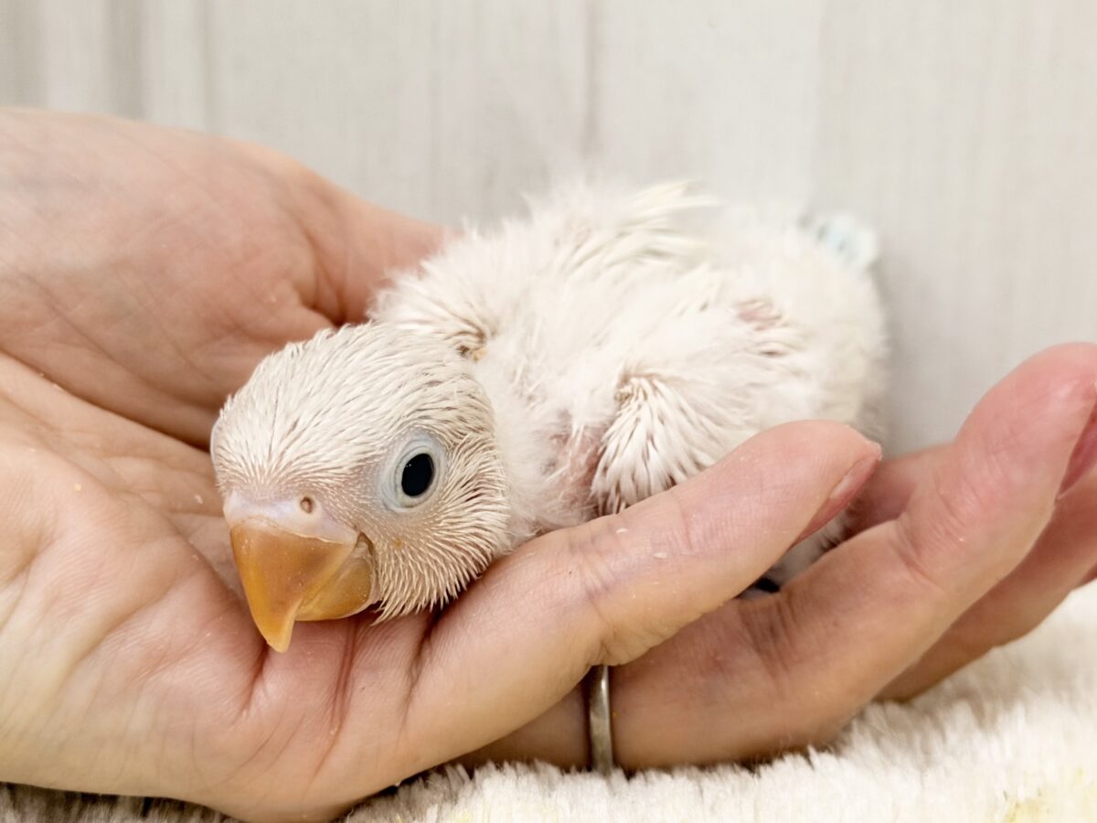シロボタンインコ