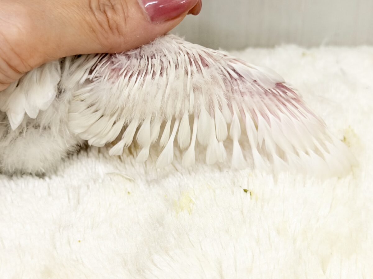 シロボタンインコ