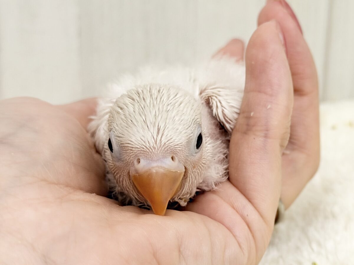 シロボタンインコ