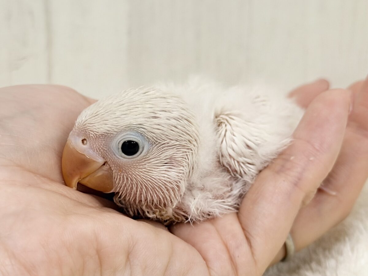 シロボタンインコ