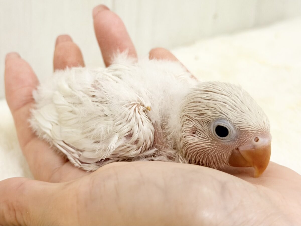 シロボタンインコ