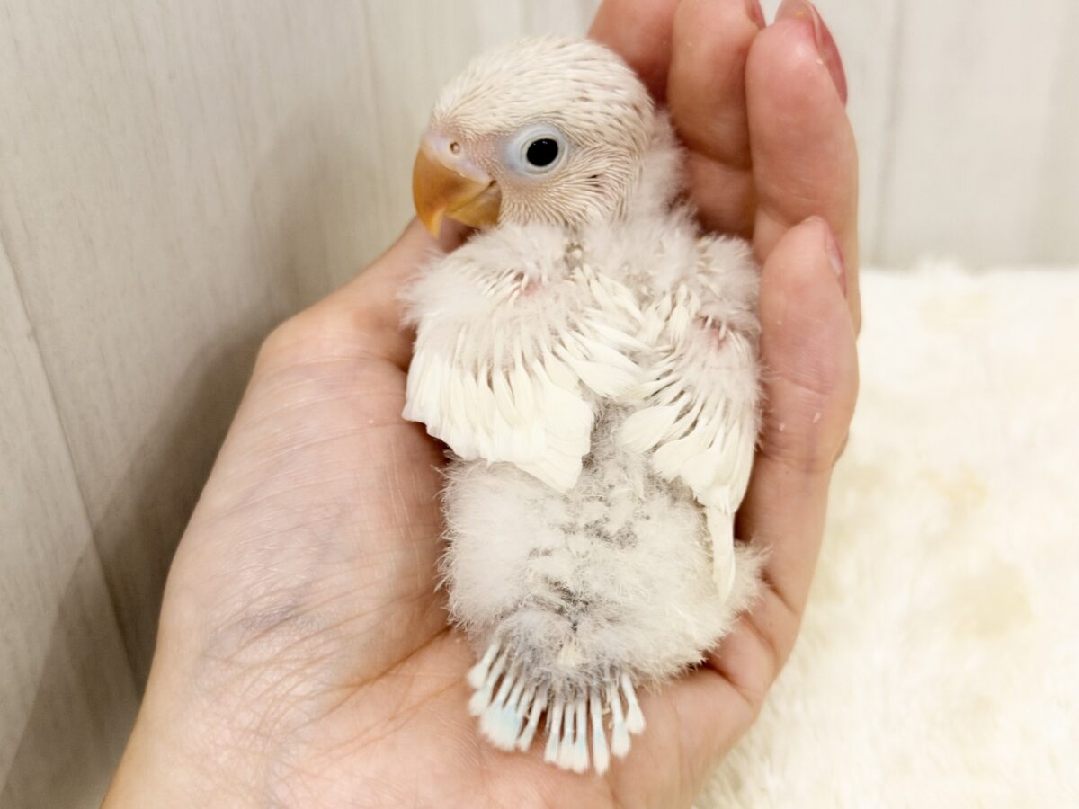 シロボタンインコ