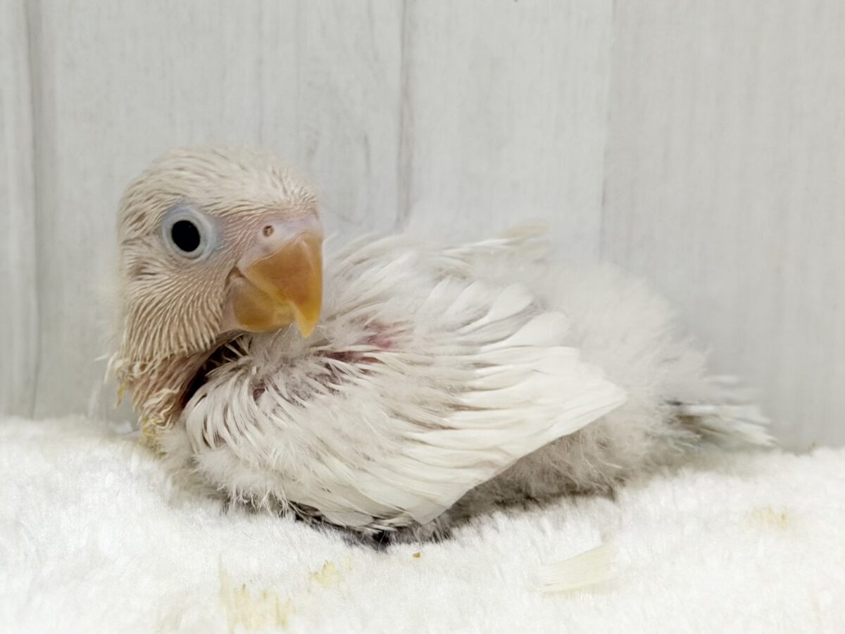 争奪戦だ〜✊🏻‪久々入荷🩷ボタンインコのヒナ(白)入荷しました❤️
