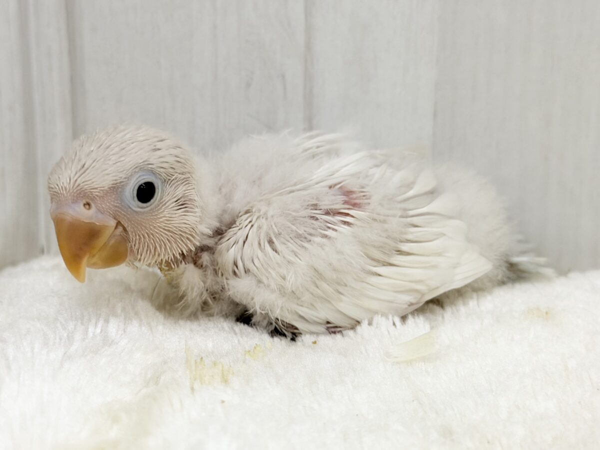 シロボタンインコ