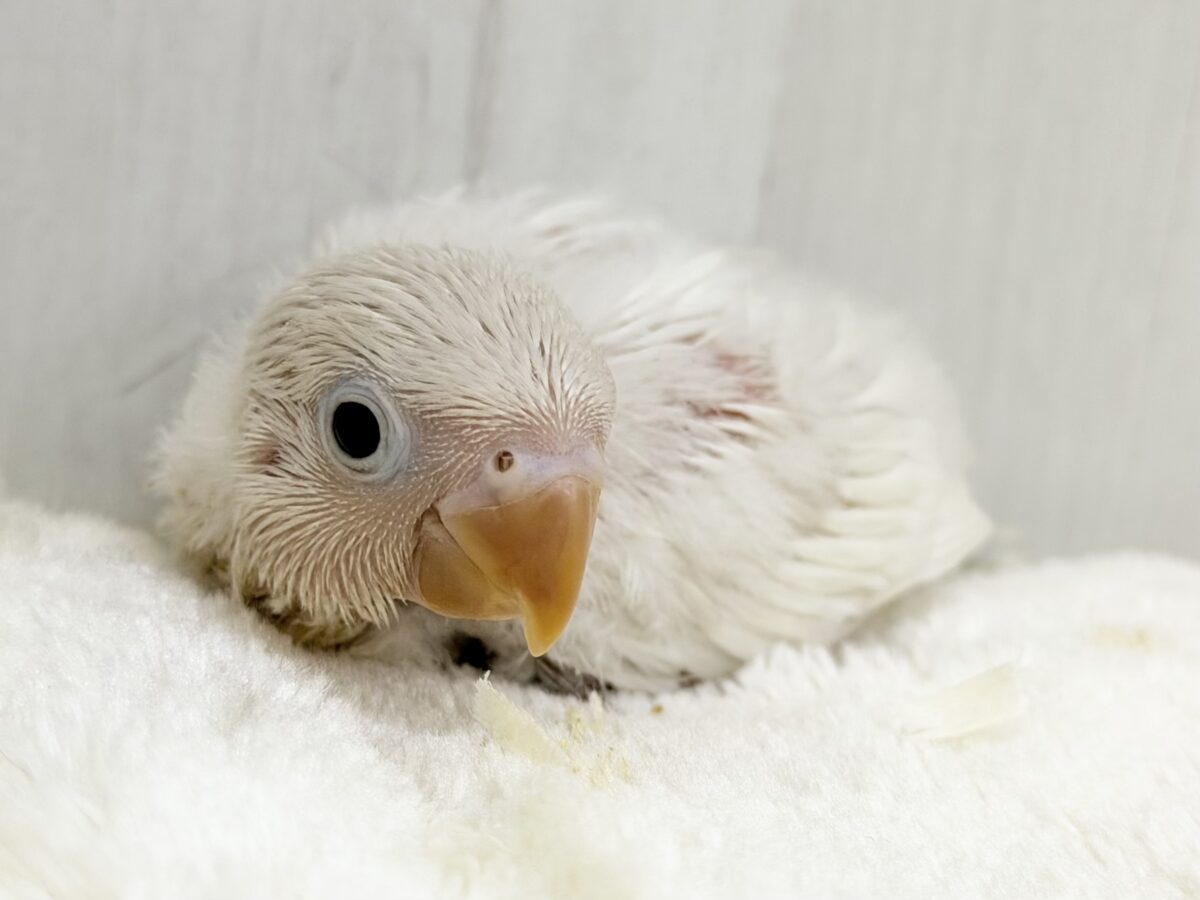 シロボタンインコ