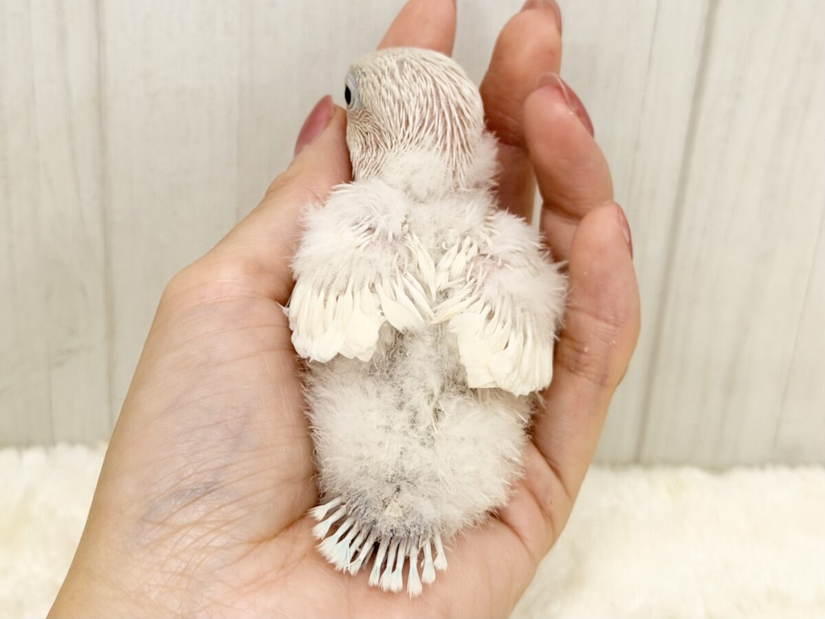 シロボタンインコ