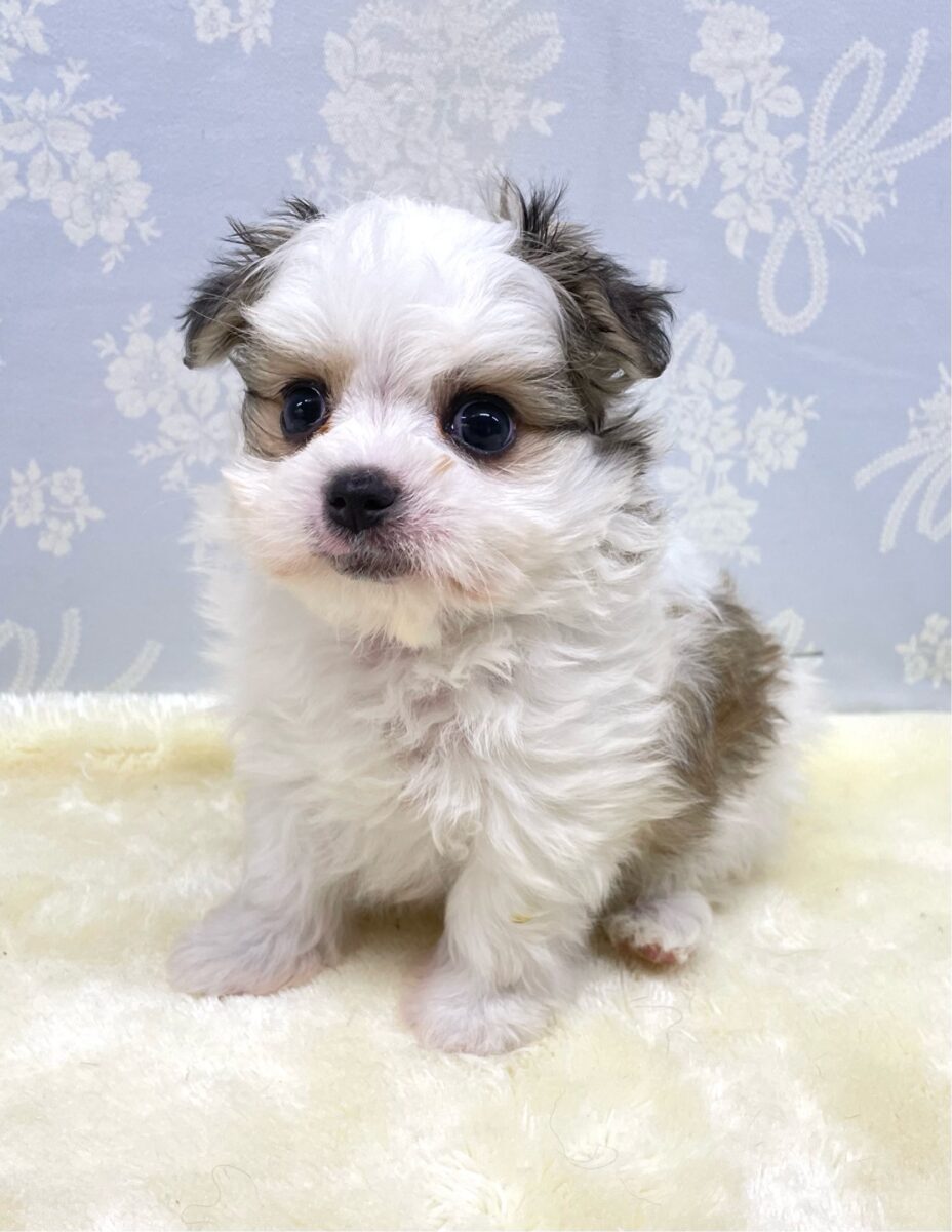 夢中になっちゃう💖ハーフ犬(チワワ×マルチーズ)(ホワイト＆ゴールド)‎🤍🥇男の子💙2026年8月23日生まれ