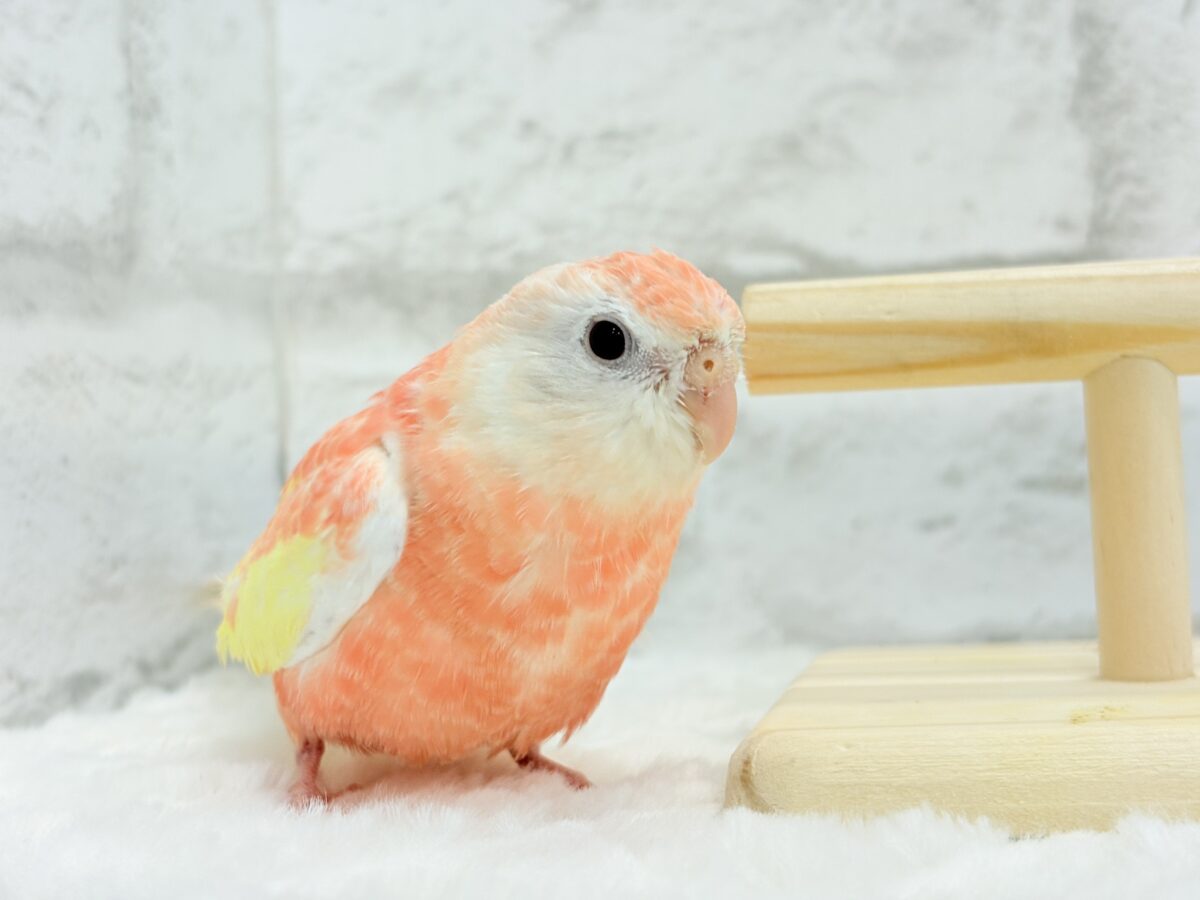 アキクサインコ（秋草インコ）
