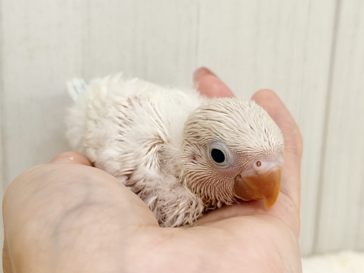 シロボタンインコ