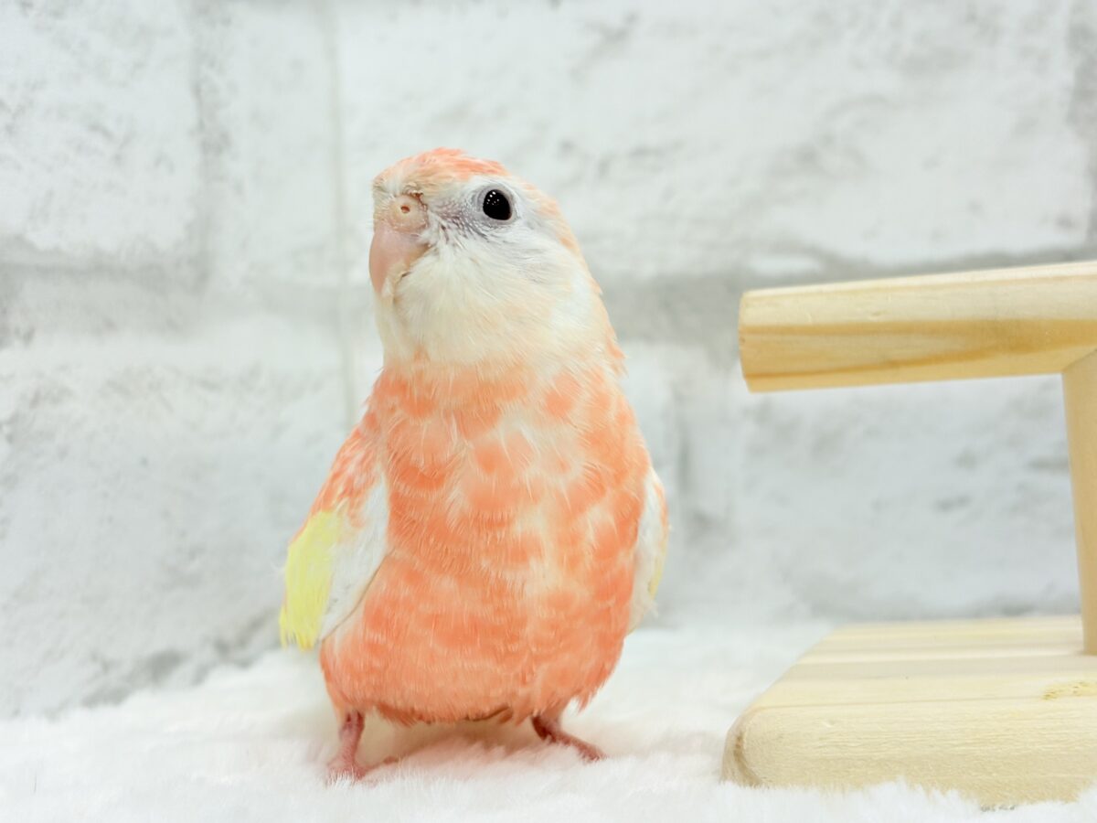 アキクサインコ（秋草インコ）