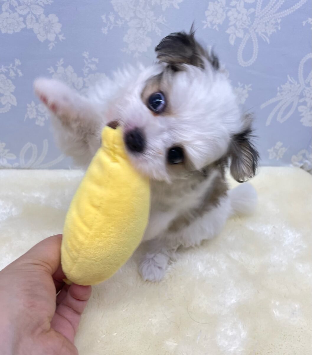 チワマル（マルチワ）