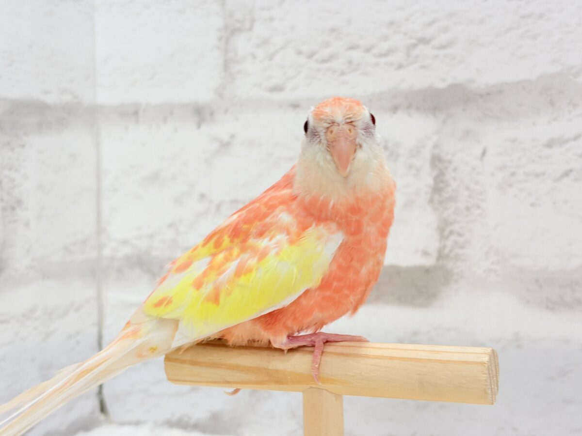 アキクサインコ（秋草インコ）