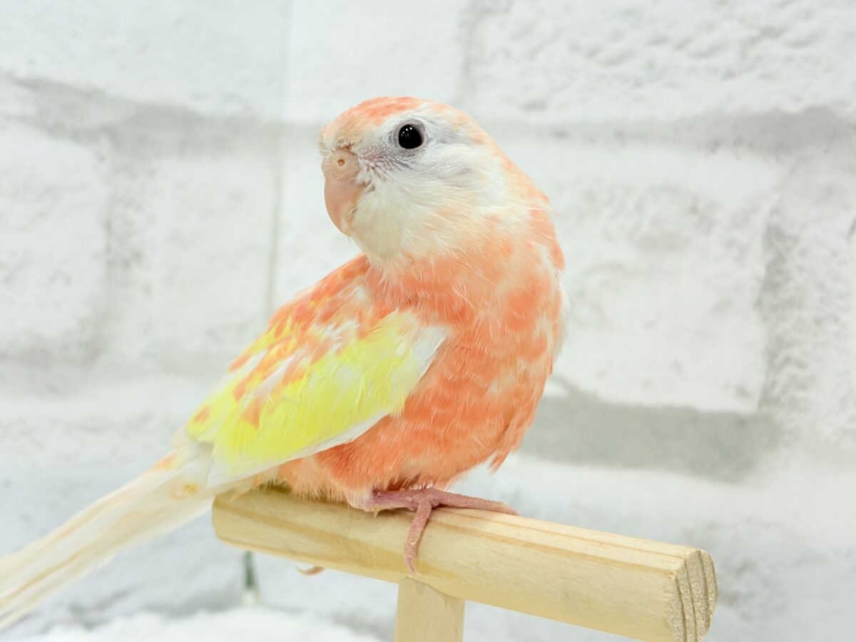 アキクサインコ（秋草インコ）