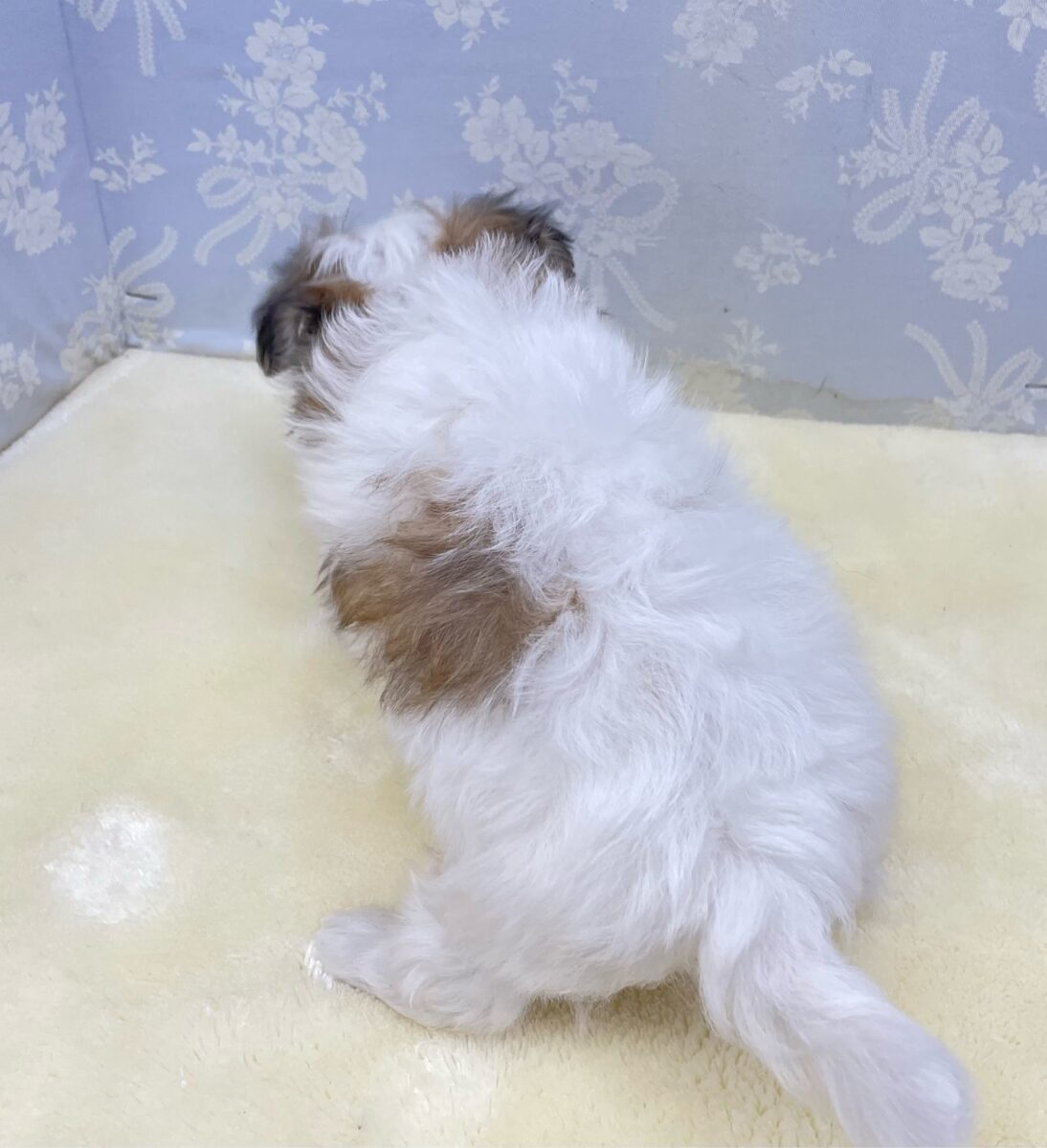 チワマル（マルチワ）