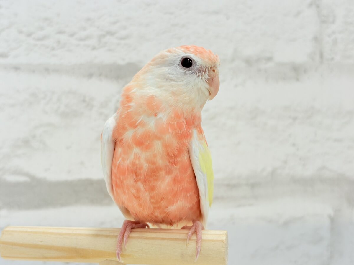 アキクサインコ（秋草インコ）