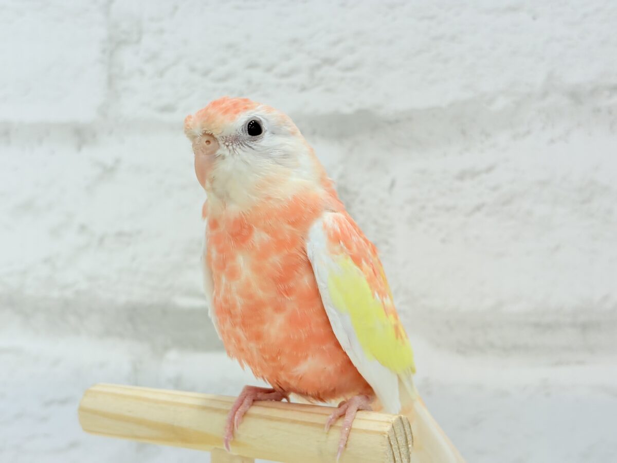アキクサインコ（秋草インコ）
