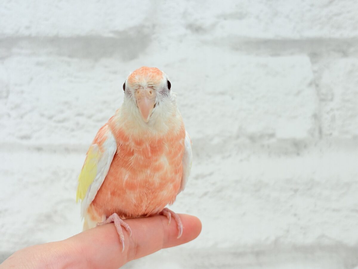 アキクサインコ（秋草インコ）