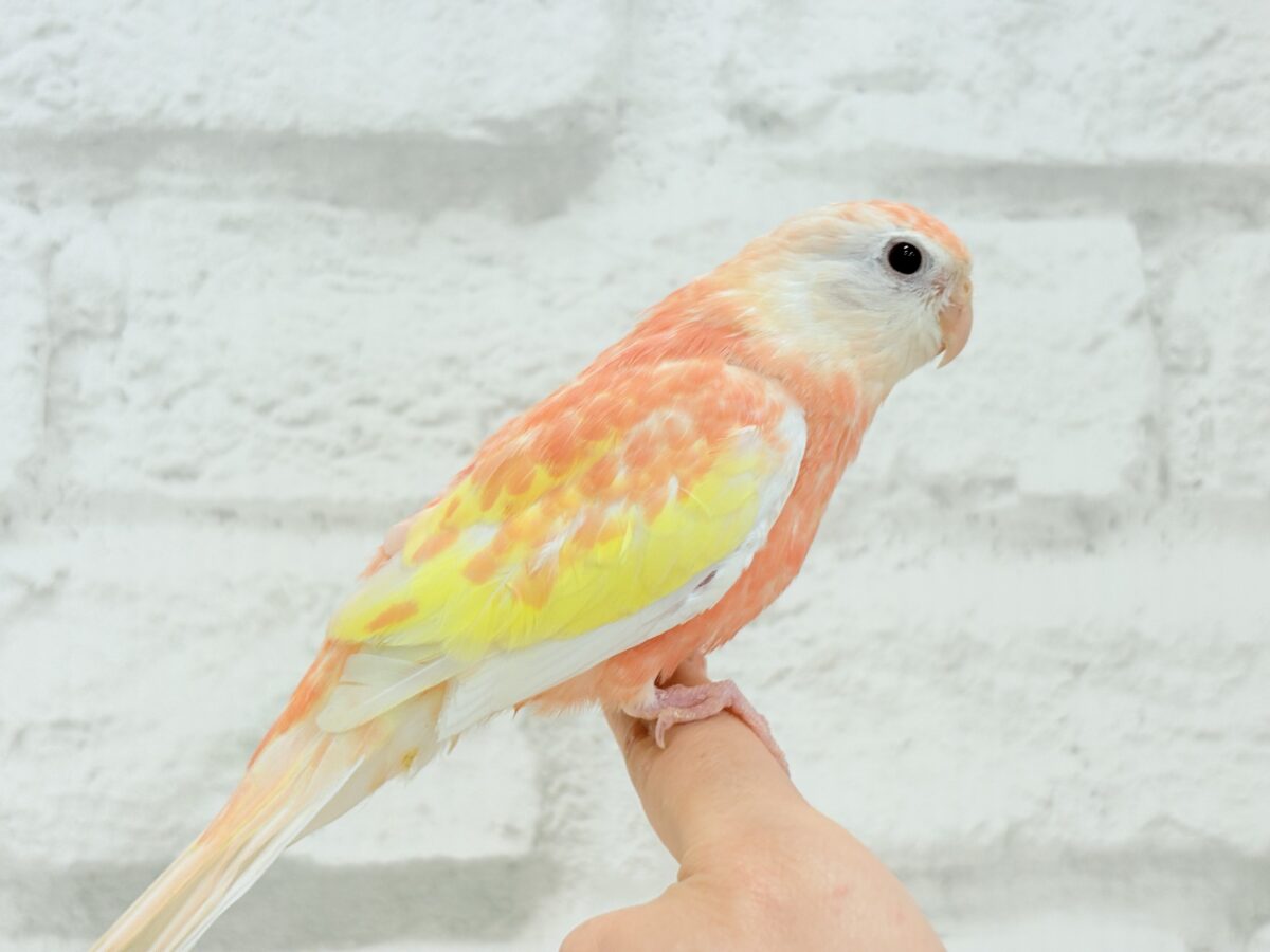 アキクサインコ（秋草インコ）