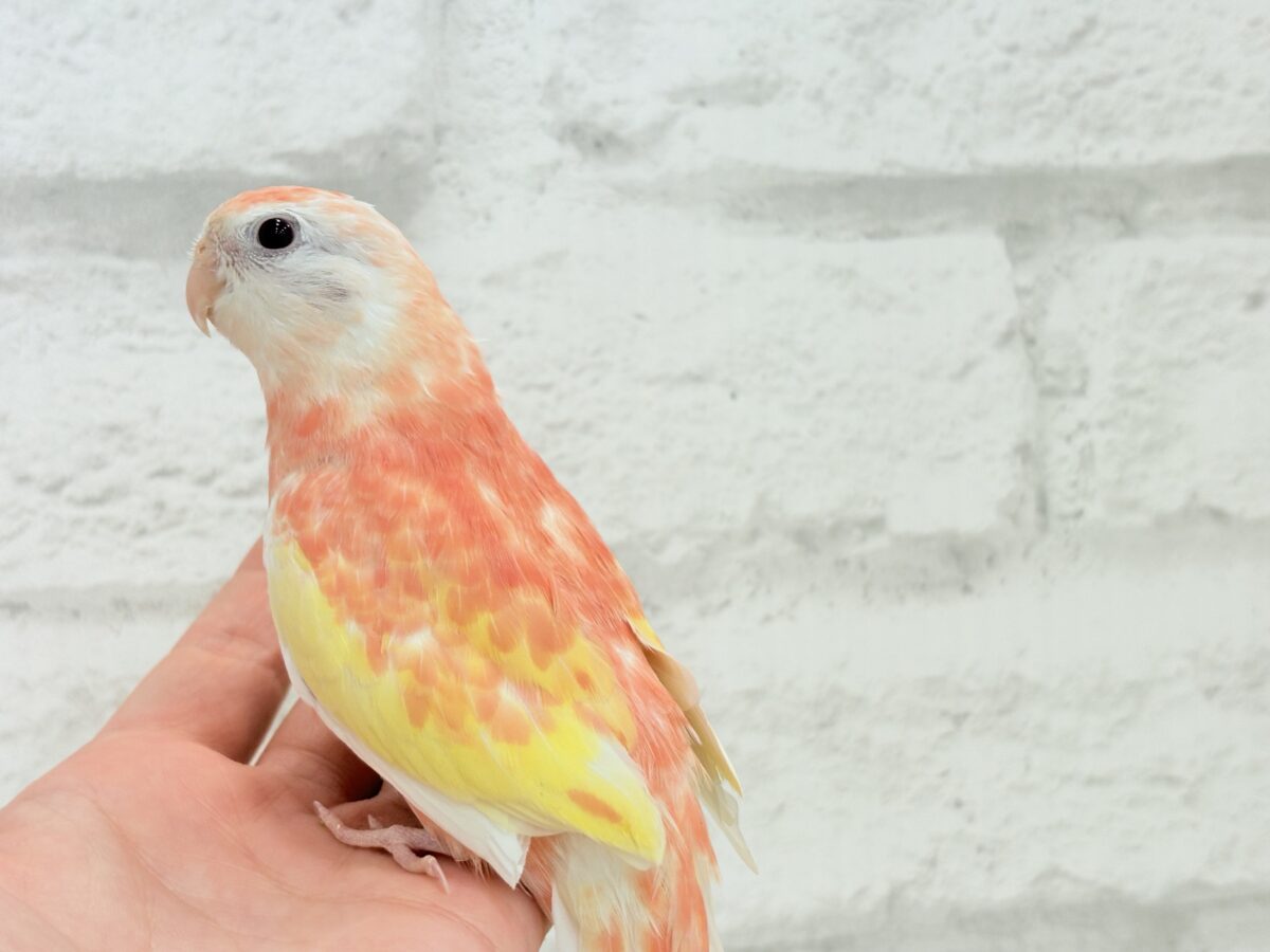アキクサインコ（秋草インコ）