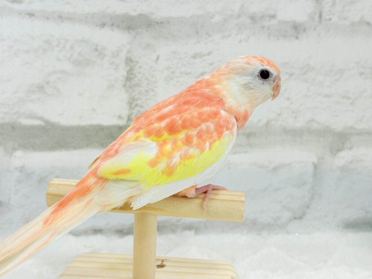 アキクサインコ（秋草インコ）