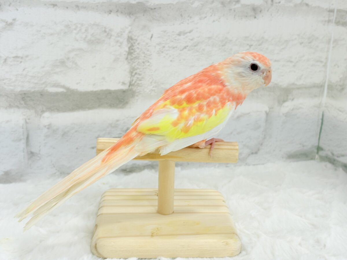 アキクサインコ（秋草インコ）