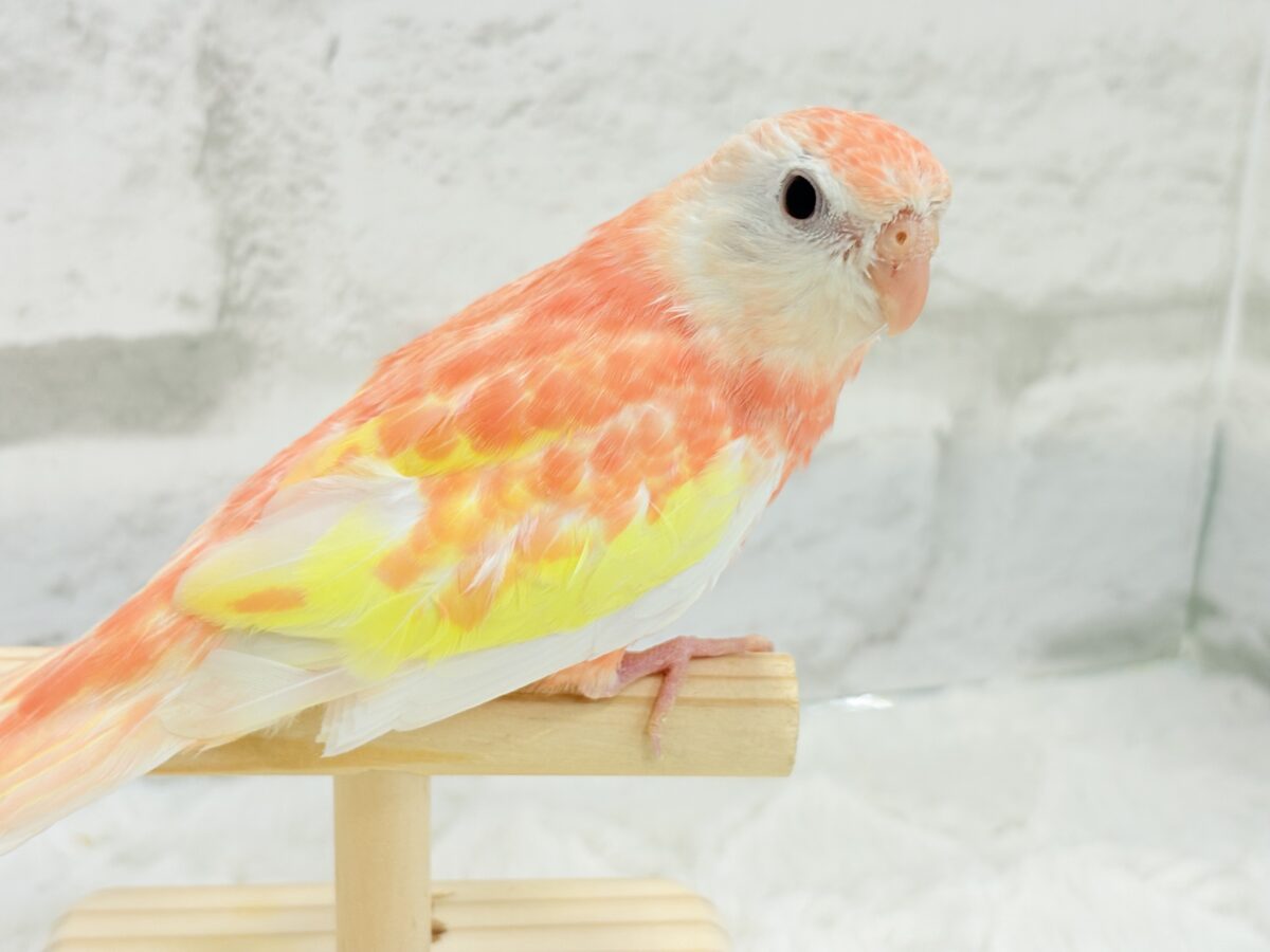 アキクサインコ（秋草インコ）