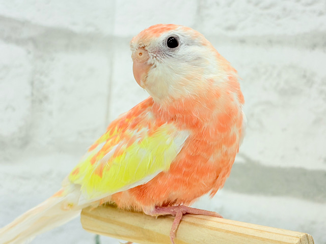 幸せのピンク果汁たっぷり🍑💖アキクサインコ(ルビノー)