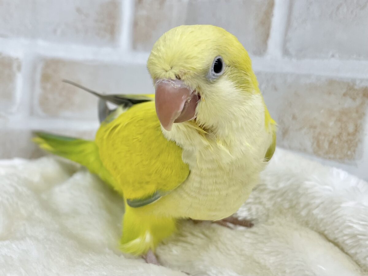 オキナインコ