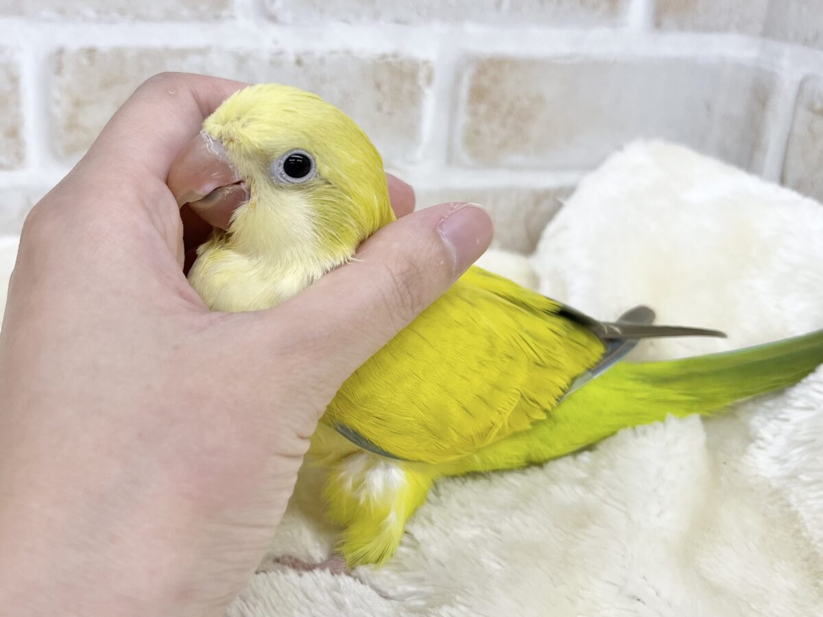 オキナインコ