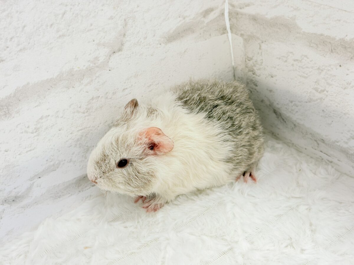 テディモルモット
